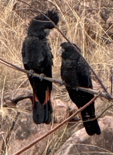 Red-tailed Black Cockatoo