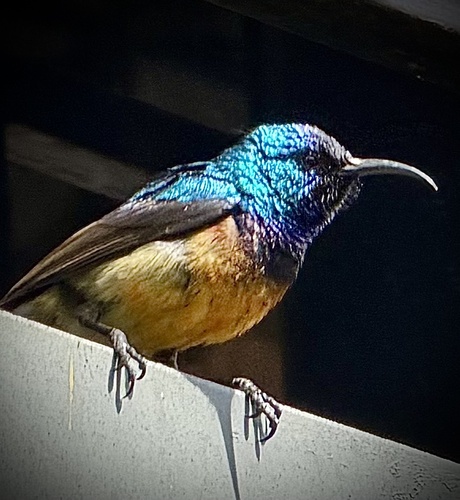 Variable Sunbird