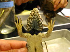 Great Basin Collared Lizard photo 4