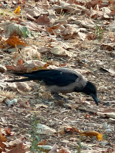 Hooded Crow