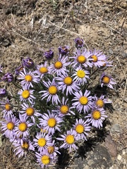 Erigeron poliospermus