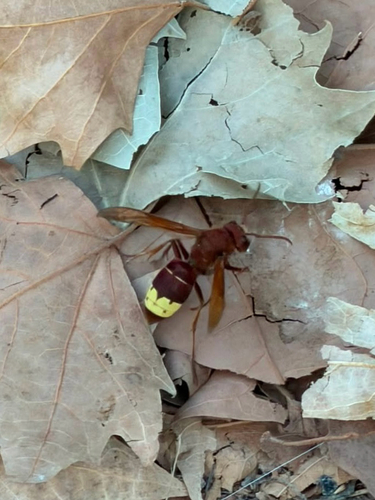 Oriental Hornet