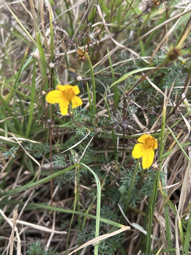 Bidens andicola, 2026-07-26