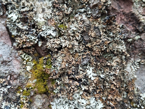 Hypogymnia bitteri, 2026-07-25