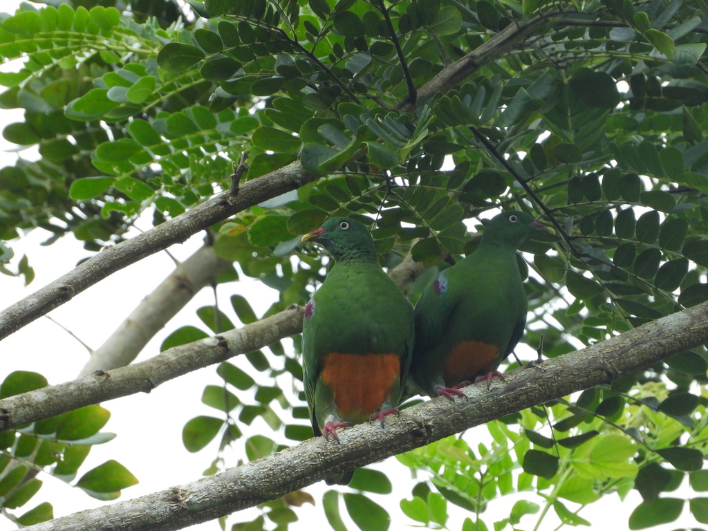 Walik perut-jingga (Ptilinopus iozonus)