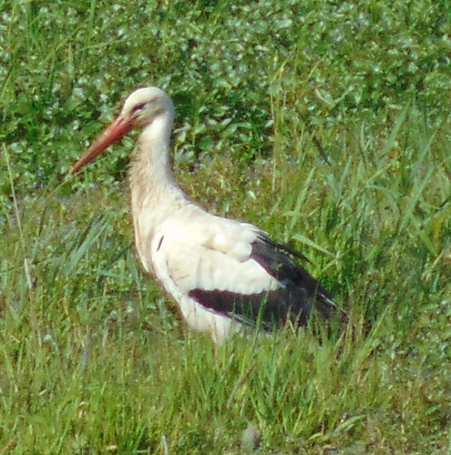 iNaturalist image