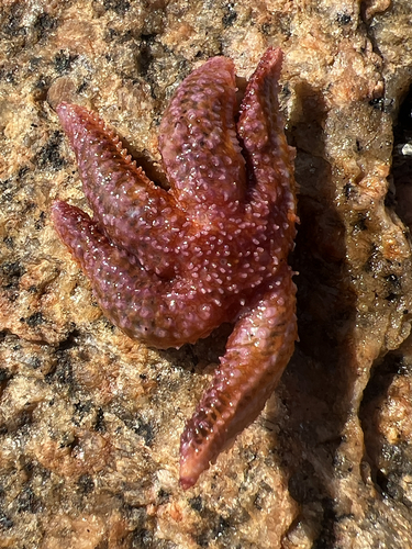 Common Sea Star