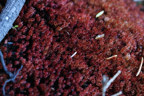 Imbribryum miniatum, 2026-05-17