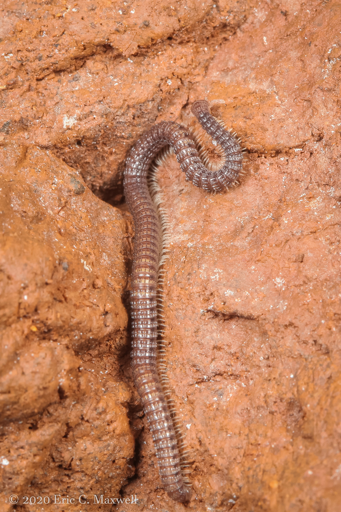 Cambalopsinae