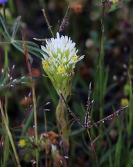 Castilleja lineariloba