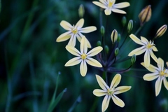 Triteleia ixioides scabra