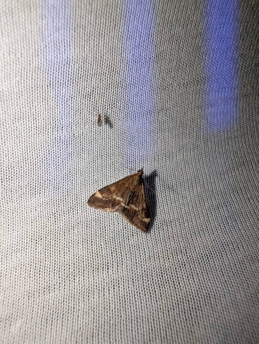 Chestnut Pyrausta photo 3