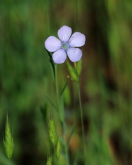 Linum pratense