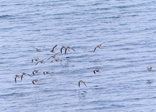 iNaturalist image