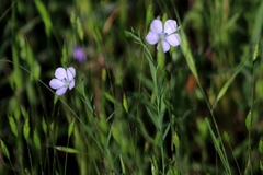 Linum pratense