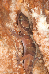 Cyrtodactylus lekaguli