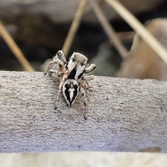 Habronattus formosus