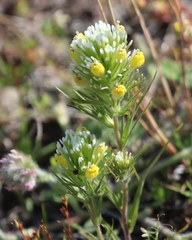 Castilleja lineariloba