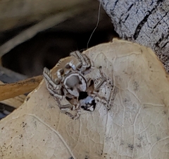 Habronattus formosus