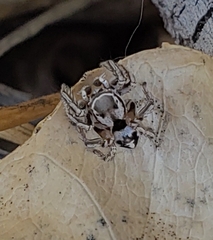 Habronattus formosus