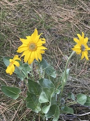 Balsamorhiza sagittata