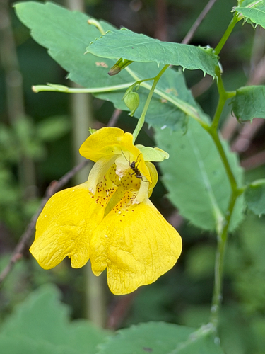 pale jewelweed