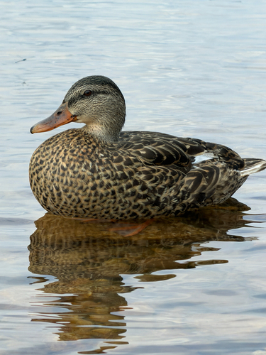 iNaturalist image