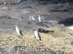 Spheniscus mendiculus