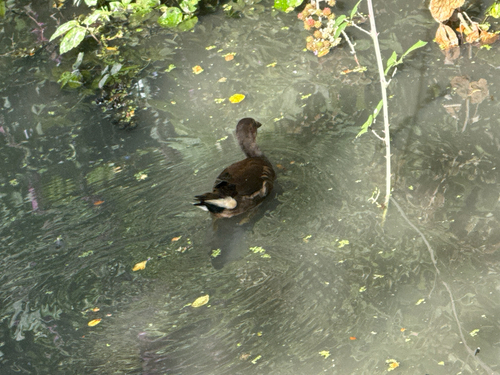 iNaturalist image
