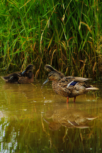 iNaturalist image