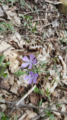 Phlox divaricata divaricata