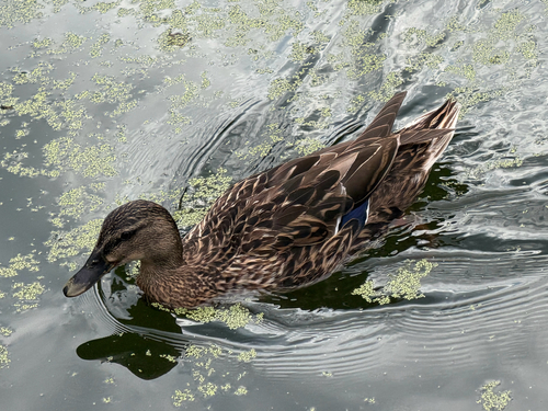 iNaturalist image