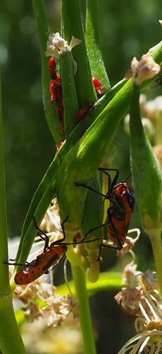 Large Milkweed Bug seen in Sonoma Valley