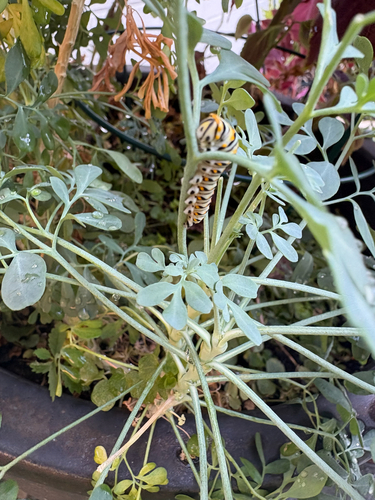 Black Swallowtail