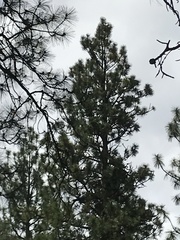 Pinus ponderosa
