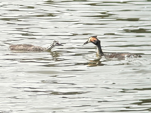 iNaturalist image