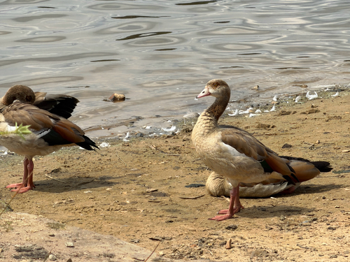 iNaturalist: (c) Andy Jones, some rights reserved (CC BY-NC), uploaded by Andy Jones iNaturalist image