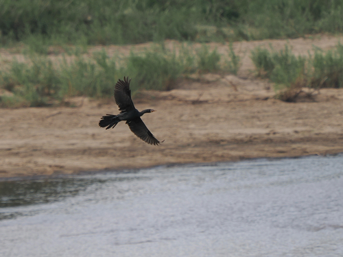 iNaturalist: (c) cwlonie6626, some rights reserved (CC BY-NC), uploaded by cwlonie6626 iNaturalist image