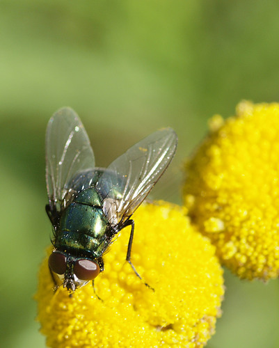 Small False Greenbottle, photo 3 of 10