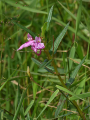 Impatiens chinensis