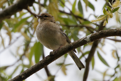 Fringilla coelebs