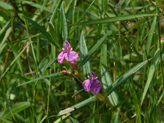 Impatiens chinensis