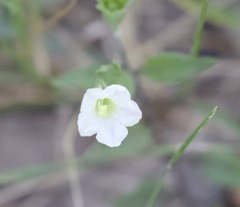 Bouchetia erecta