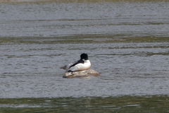 Mergus merganser