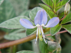 Cleome rutidosperma