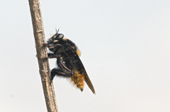 Mallophora ruficauda