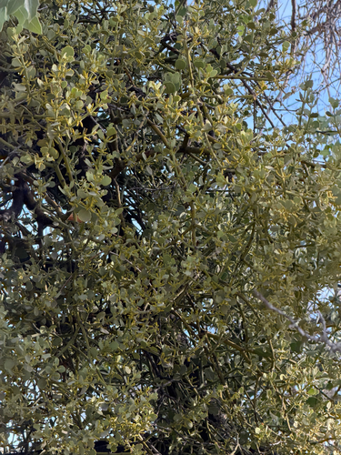 Phoradendron coryae