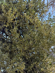 Phoradendron coryae