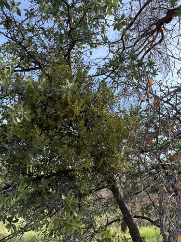 Phoradendron coryae, photograph 2