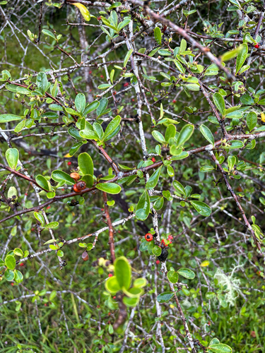 Pyracantha koidzumii observed 2026-07-26